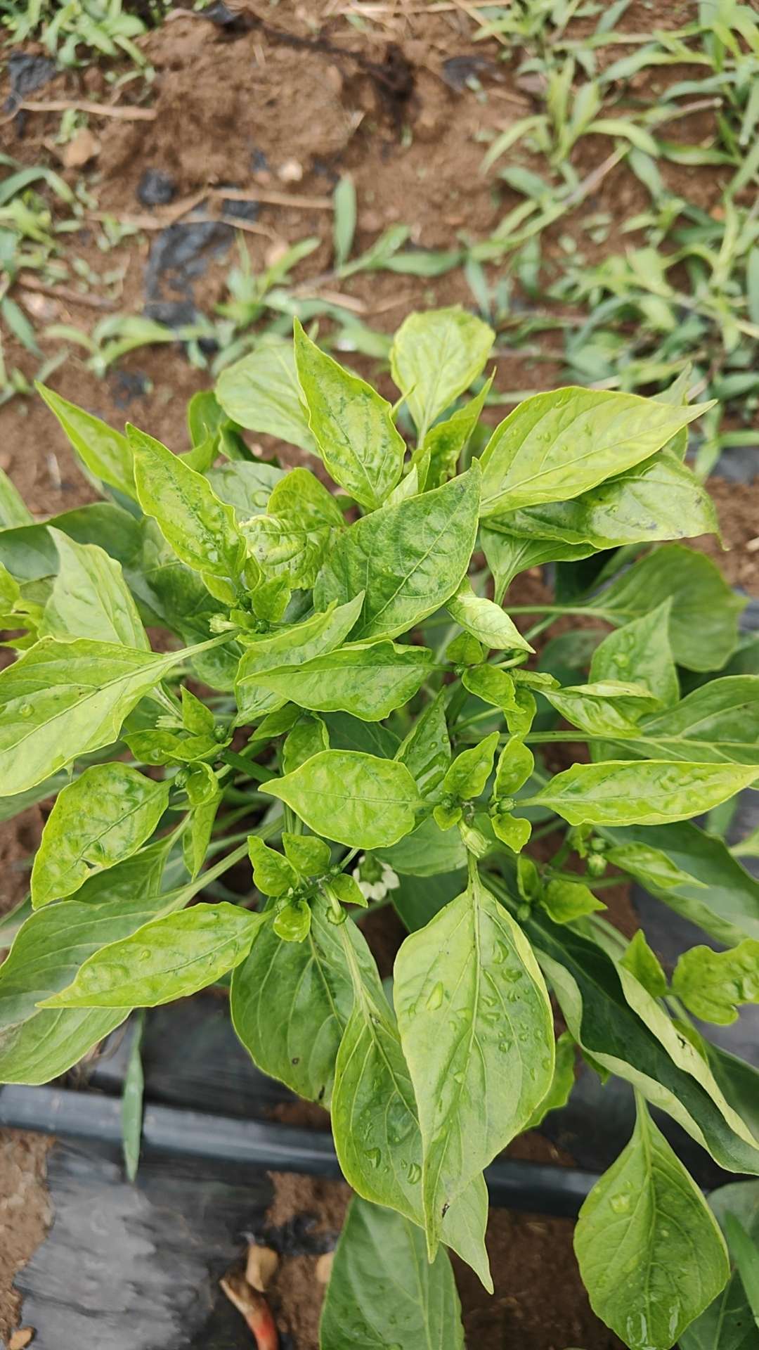 这样子的辣椒疾病
