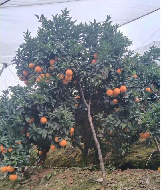 江西赣州寻乌的脐橙🍊、蜜橘🍊，咱家的赣南脐橙和寻乌蜜橘都是爸妈在自家果园防虫网棚