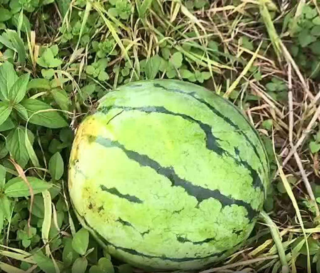 湖北精品大棚种植的无籽美都已成熟，果实不仅耐运输，而且糖分高，可代发全国。