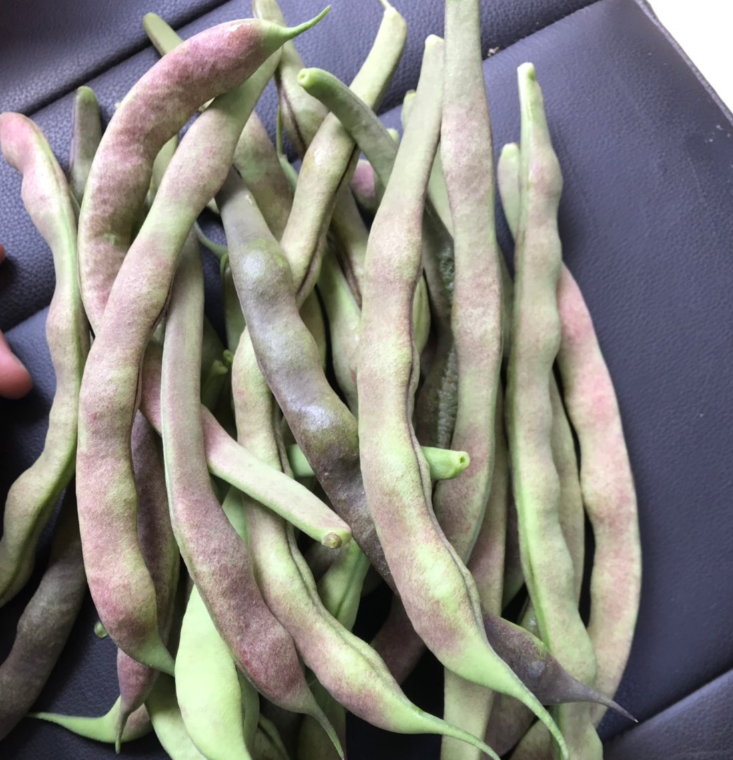 花皮菜豆 四季豆，自家基地直销，50亩 自家产地种植，