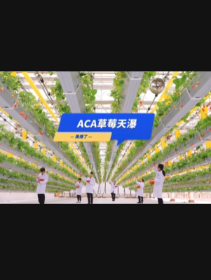自由升降、追光生长。#ACA草莓天瀑，美爆了！向天再借500平！#ACA可控农业 #华维集团 #数字农业