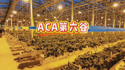 #ACA第六谷 模式，打造#ACA作物工厂，规划建园到栽培种植水肥管理一站式服务！#可控农业 #华维集团