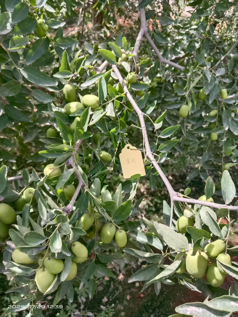 这是棵黄化树，艾乐根处理，100毫升，树盘开浅沟（10㎝），兑水35斤冲施，埋沟。现在产量很棒
