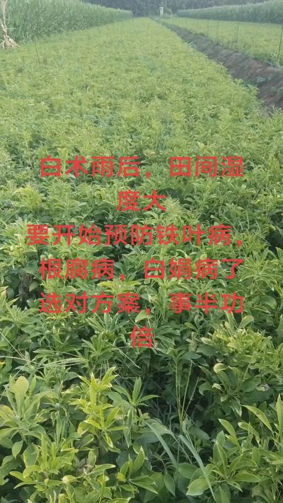 雨期过后白术病害要防治了
预防铁叶病，白娟病
现在也进入了膨大期
可以打膨大的