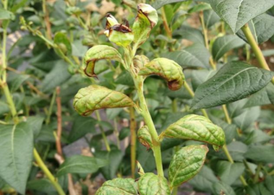 蓝莓蓟马微小难察，危害叶片嫩梢花果，需农物生化综合防治