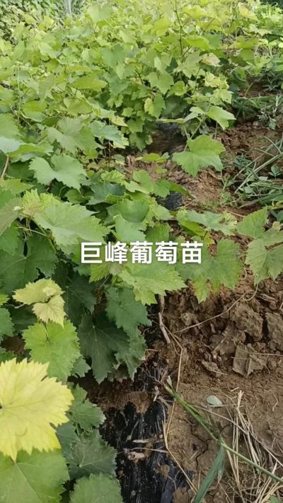 巨峰葡萄苗。一年扦插苗。需要联系。苗圃基地直销！需要联系18534302961