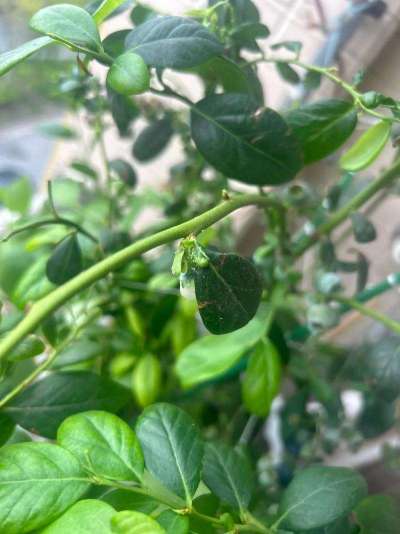 蓝莓白粉虱：从识别到防治的全指南