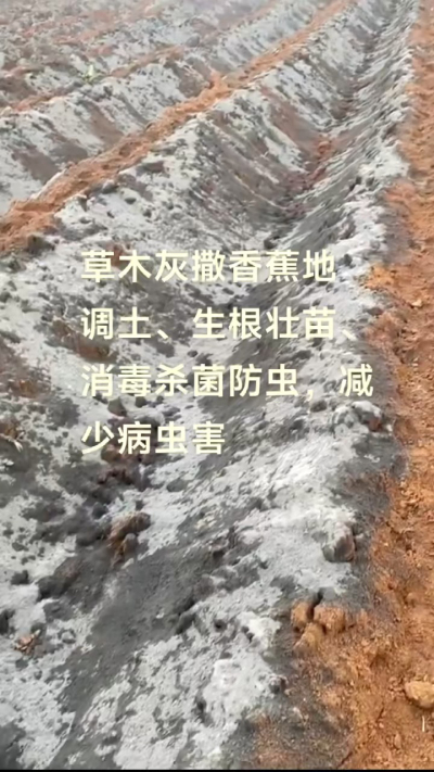 [太阳]纯植物草木灰源头厂家，草木灰广泛适用于各类农作物，是性价比很高的有机肥