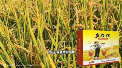 多石粮-谷物小分子有机酸，田间表现。
剑叶挺拔，灌浆饱，千粒重，上粮快。