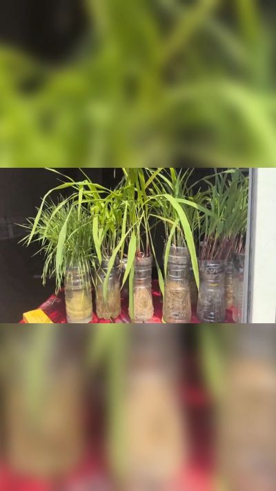 微生物菌剂，出厂前每克添加5亿微生物。最新实验生根育苗，保证不烧苗，促进毛细根增长，抑制病虫害，疏松土壤，保水保肥。近期需要用肥的老板提前联系，19331068337微信同步。