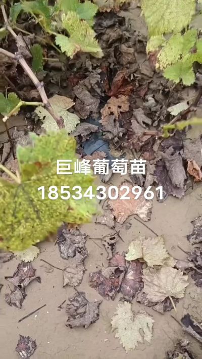 巨峰葡萄苗，一年扦插苗，苗圃基地直销！需要联系18534302961