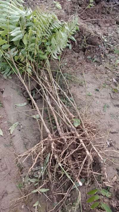 出售臭椿苗，巨峰葡萄苗。药用连翘苗，科研五号优质种苗，2/5年苗，药用连翘树，挂果树，全国包邮到家！财富密码18534302961