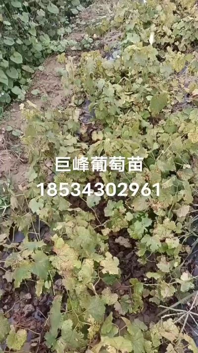 出售早熟巨峰葡萄苗。药用连翘苗，科研五号优质种苗，2/5年苗，药用连翘树，挂果树，全国包邮到家！财富密码18534302961