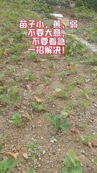 油菜苗子弱苗子小，就用多石粮，5天见效果。