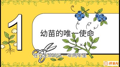 第6节：修剪决定产量（上）&mdash;&mdash;幼苗期与生长期修剪， 课程：《蓝莓&ldquo;高产&rdquo;实战课：从选苗到丰收的10个关键点》