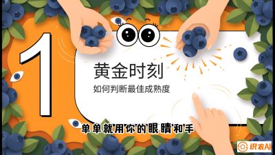 第10节：完美的&ldquo;果粉&rdquo;&mdash;&mdash;采摘时机与保鲜， 课程：《蓝莓&ldquo;高产&rdquo;实战课：从选苗到丰收的10个关键点》