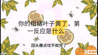 第一节：保命生死线&mdash;&mdash;黄龙病与木虱，课程：《柑橘十大病虫害：从入门到精通》