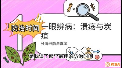第三节：细菌与真菌&mdash;&mdash;溃疡病与炭疽病，课程：《柑橘十大病虫害：从入门到精通》