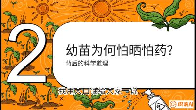 第02节：幼树管理&mdash;&mdash;&ldquo;防晒又防草，树势起得早&rdquo;，课程：《槟榔种植：从不懂到精通的10堂必修课》