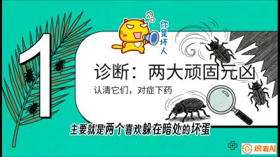 第06节：顽固虫害防治&mdash;&mdash;&ldquo;钻心虫与红蜘蛛，打准时间才服输&rdquo;《槟榔种植：从不懂到精通的10堂必修课》