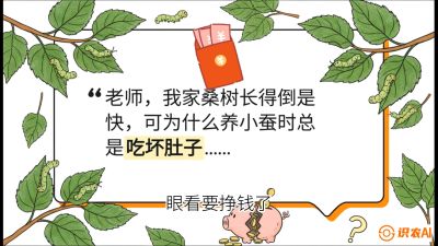第01节：不仅仅是树&mdash;&mdash;顶级品种选配策略，课程：《桑海淘金：桑树高产与蚕桑安全进阶实战课》