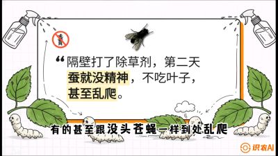 第05节：养蚕人的&ldquo;排雷战&rdquo;&mdash;&mdash;除草剂的生死禁忌，课程：《桑海淘金：桑树高产与蚕桑安全进阶实战课》