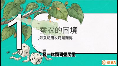 第06节：虫口夺叶（上）&mdash;&mdash;物理与生物防控绝技，课程《桑海淘金：桑树高产与蚕桑安全进阶实战课》