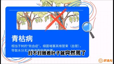 第08节：看不见的杀手&mdash;&mdash;青枯病与萎缩病，课程：《桑海淘金：桑树高产与蚕桑安全进阶实战课》