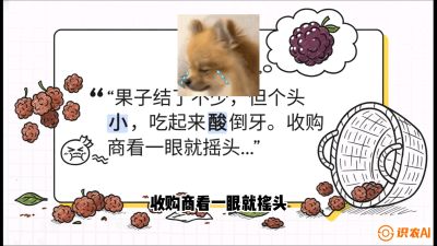 第10节：甜蜜的科学&mdash;&mdash;膨大、增甜与转色，课程：《桑海淘金：桑树高产与蚕桑安全进阶实战课》