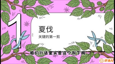 第11节：叶果双收&mdash;&mdash;特殊的夏伐与冬伐，课程：《桑海淘金：桑树高产与蚕桑安全进阶实战课》