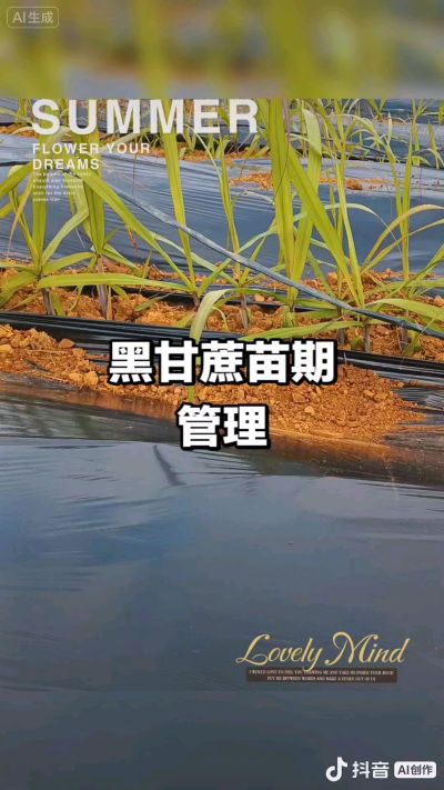 2025年11月份种下去的黑甘蔗苗