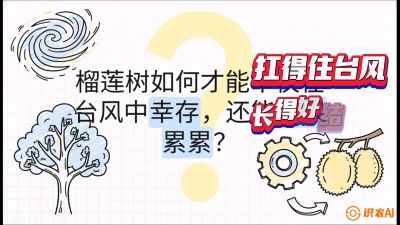 第四节：中国榴莲突围战：为生存重塑权型，抗台风矮化栽培与力学牵引，课程：《国产榴莲突围战：从泰国经验到中国实操的8堂必修课（高阶实战版）》