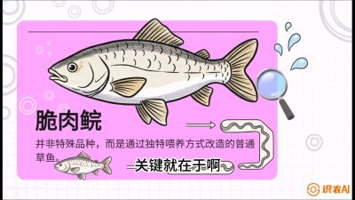 第六节：【老品升级&middot;脆肉鲩】如何让草鱼身价翻倍？，课程：《黄金鳞甲：2025中国淡水鱼高效养殖实战营》