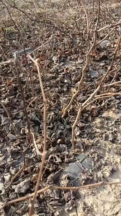 出售巨峰葡萄苗。药用连翘苗，科研五号优质种苗，2/5年苗，药用连翘树，挂果树，全国包邮到家！财富密码18534302961