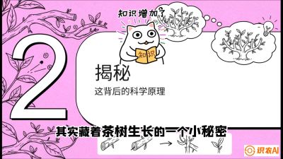 第04节（修剪篇）：树势复活术：从&ldquo;越剪越弱&rdquo;到&ldquo;枝繁叶茂&rdquo;的能量管理与夏秋茶逆袭，课程：《茶金时代：从&ldquo;看天吃饭&rdquo;到&ldquo;精准控局&rdquo;的茶叶高产提质实战课》