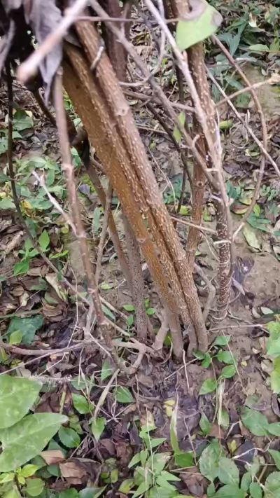 出售药用连翘苗，科研五号优质种苗，2/5年苗，药用连翘树，挂果树，全国包邮到家！财富密码18534302961出售药用连翘苗，科研五号优质种苗，2/5年苗，药用连翘树，挂果树，全国包邮到家！财富密码1