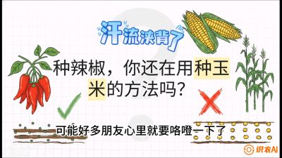 第1节：【品种定江山】工业辣椒vs小米辣：底肥公式与密度陷阱的&ldquo;百万生意经&rdquo;，课程：《辣椒种植实战特训营，从工业辣椒到精品小米辣，教你如何把&ldquo;草&rdquo;种成&ldquo;金&rdquo;》