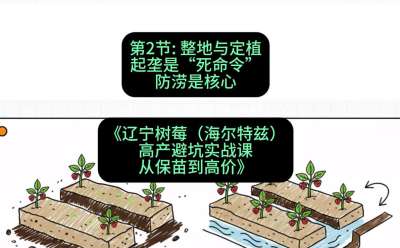 第二节： 整地与定植&mdash;&mdash;起垄是&ldquo;死命令&rdquo;，防涝是核心，课程：《辽宁树莓（海尔特兹）高产避坑实战课：从保苗到高价》