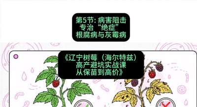 第五节： 病害阻击&mdash;&mdash;专治&ldquo;绝症&rdquo;根腐病与灰霉病，课程：《辽宁树莓（海尔特兹）高产避坑实战课：从保苗到高价》