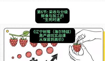 第六节： 采收与分级&mdash;&mdash;鲜食与加工的&ldquo;生死时速&rdquo;，课程：《辽宁树莓（海尔特兹）高产避坑实战课：从保苗到高价》