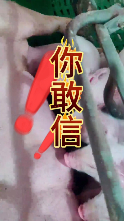 小猪抢不到奶，干瘦不长肉？成活率总上不去？😭
自从用上南商农科这款仔猪补奶机，再也没这烦恼！
✅ 一键设置下料参数，新手也能上手
✅ 恒温补奶，小猪抢着喝，长势超均匀
从车间精工组装到猪场落地使用，每