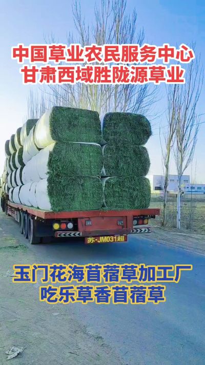 中国苜蓿草原产地批发苜蓿草 甘肃玉门胜陇源草业。18293765000