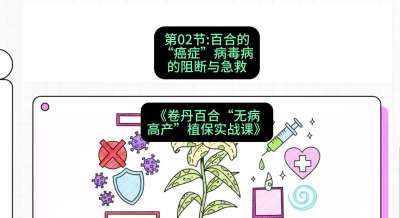 第02节：百合的&ldquo;癌症&rdquo;&mdash;&mdash;病毒病的阻断与急救，课程：《卷丹百合&ldquo;无病高产&rdquo;植保实战课》#识农AI