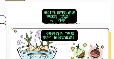 第01节：赢在起跑线&mdash;&mdash;种球的&ldquo;洗澡&rdquo;与&ldquo;消毒&rdquo;，课程：《卷丹百合&ldquo;无病高产&rdquo;植保实战课》#识农AI