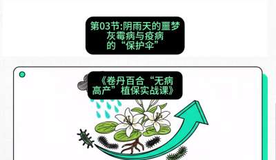 第03节：阴雨天的噩梦&mdash;&mdash;灰霉病与疫病的&ldquo;保护伞&rdquo;，课程：《卷丹百合&ldquo;无病高产&rdquo;植保实战课》#识农AI