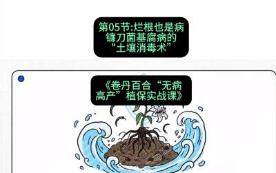 第05节：烂根也是病&mdash;&mdash;镰刀菌基腐病的&ldquo;土壤消毒术&rdquo; ，课程：《卷丹百合&ldquo;无病高产&rdquo;植保实战课》#识农AI