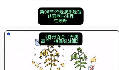 第06节：不是病那是饿&mdash;&mdash;缺素症与生理性烧叶 ，课程：《卷丹百合&ldquo;无病高产&rdquo;植保实战课》#识农AI