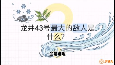 第04节：龙井双璧&mdash;&mdash;龙井43与群体种的差异化护养（重点），课程：《茗茶卫士&mdash;&mdash;茶叶病虫害绿色防控实战课》#识农AI
