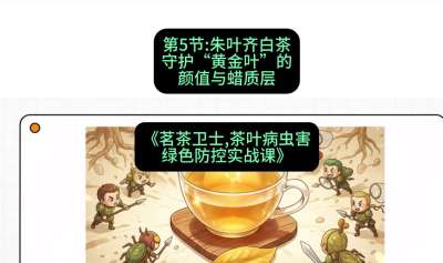 第05节：朱叶齐白茶&mdash;&mdash;守护&ldquo;黄金叶&rdquo;的颜值与蜡质层（重点），课程：《茗茶卫士&mdash;&mdash;茶叶病虫害绿色防控实战课》#识农AI