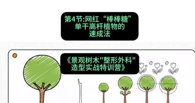 第04节：网红&ldquo;棒棒糖&rdquo;&mdash;&mdash;单干高杆植物的速成法，课程：《景观树木&ldquo;整形外科&rdquo;造型实战特训营》#识农AI